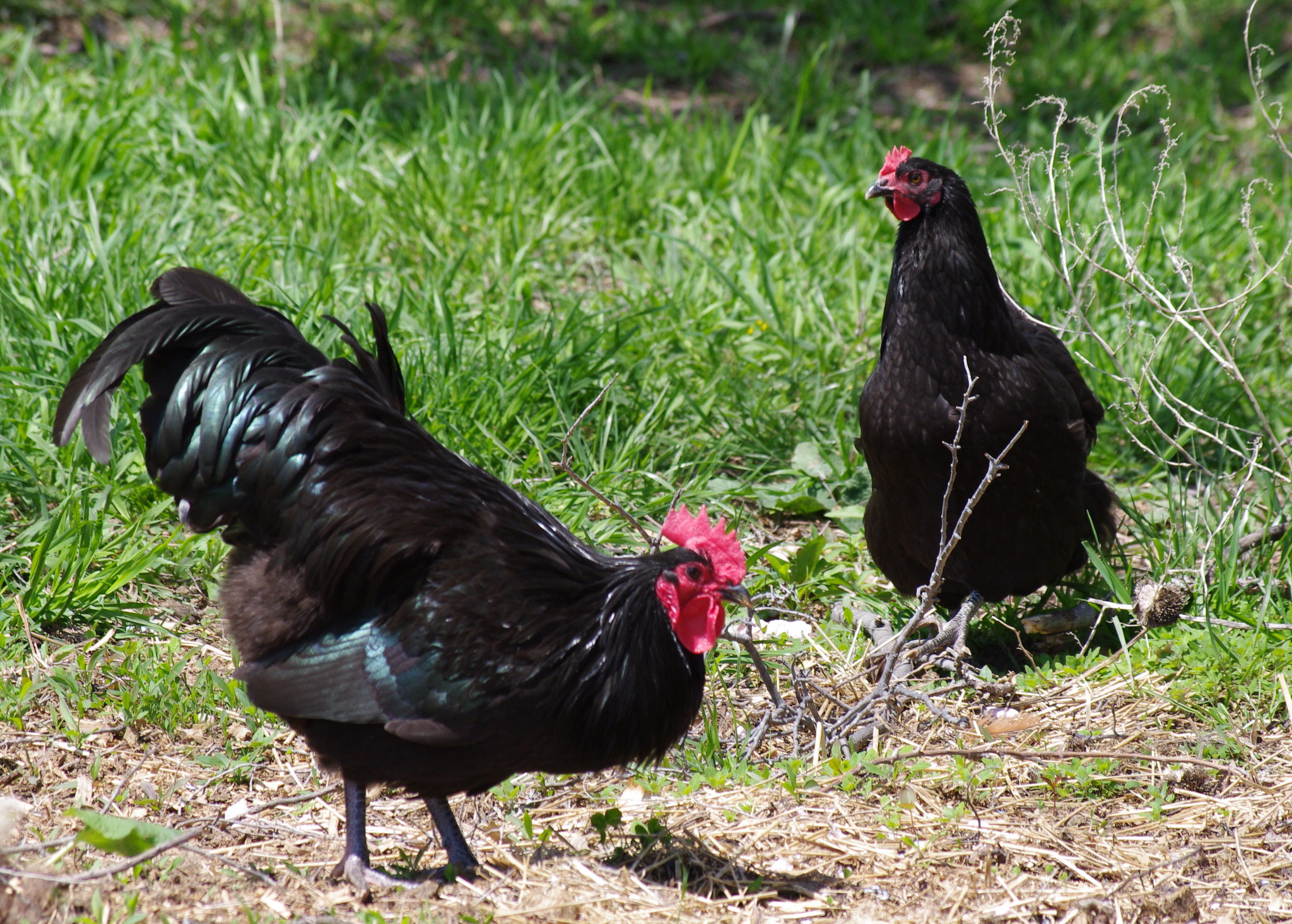 Australorp tyúk