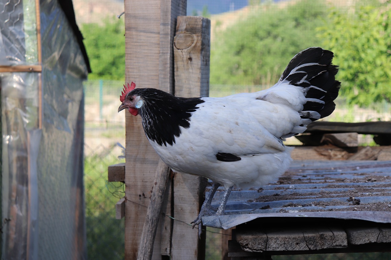 Lakenvelder (lakenfeldi) tyúk